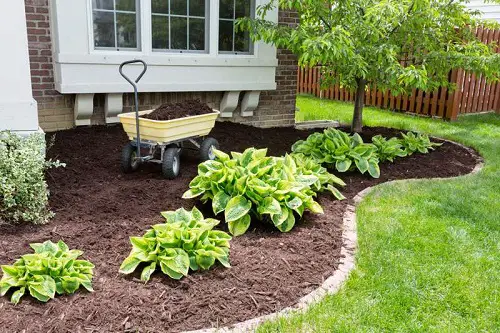 Gardening Tricks to grow hosta healty