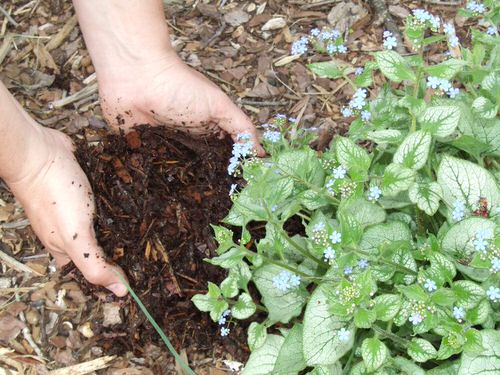 Use a Good Layer of Mulch Cold Weather Hacks for Plants to Create Warmth 4