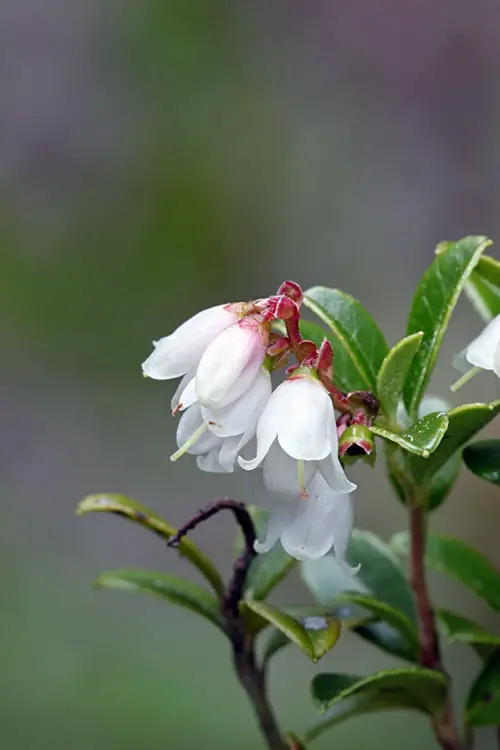 32 Best Bell Shaped Flowers | Flowers that Look Like Bells 16