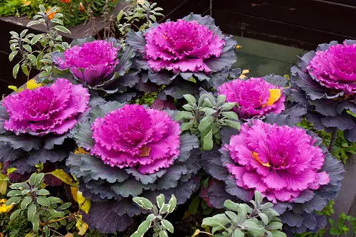 Top Blue Vegetables for Gardeners & Pots