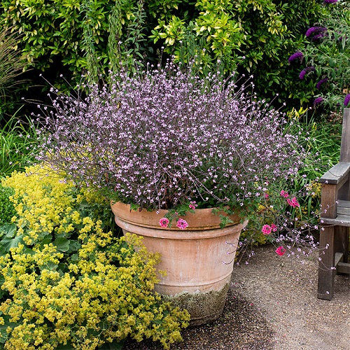 Plants That Can Survive Drought