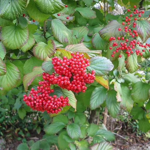 Amazing Beautiful Shrubs and Bushes with Red Berries
