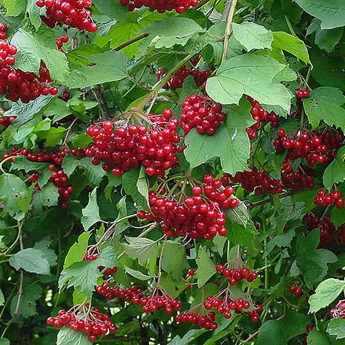 Outstanding Red-Berried Shrubs and Bushes