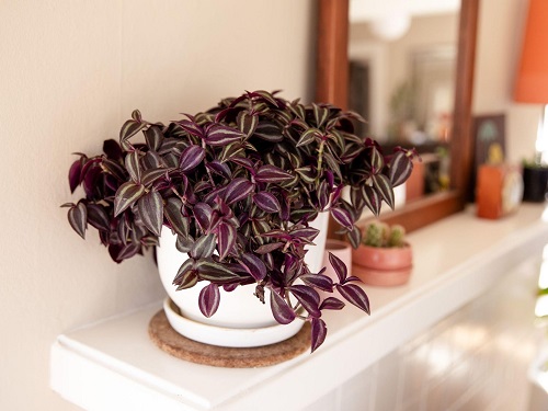 Best Purple Indoor Plants 3