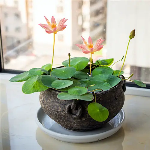 beautiful Plants that Look Like Lily Pads