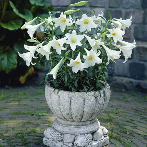 Most Fragrant Lilies in pot