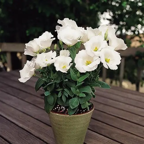 Types of Lisianthus Varieties in pot 7