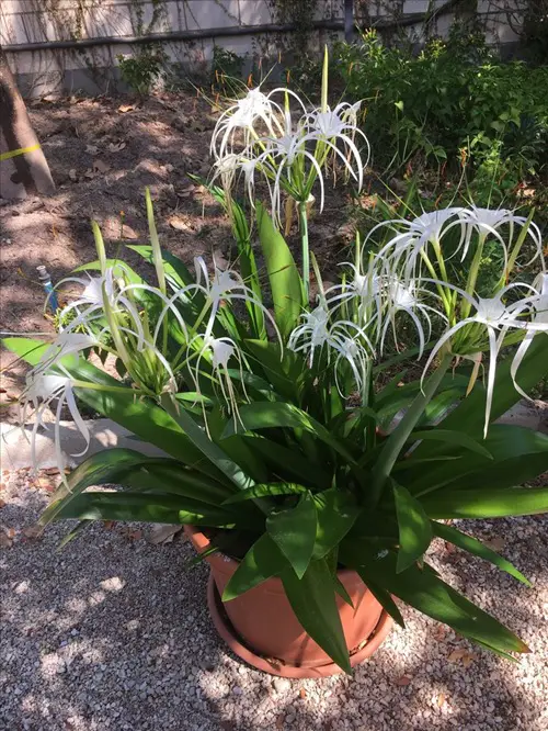 Richly Fragrant Night Blooming Flowers with Potent Aroma