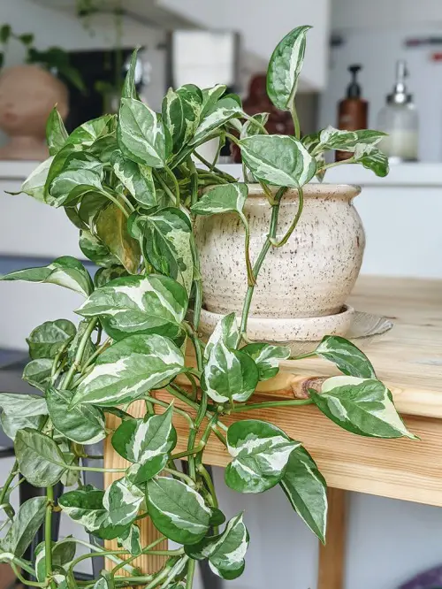 best Easiest Indoor Plants to Take Care Of