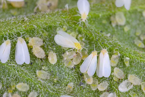 Types of Common Pests in garden 