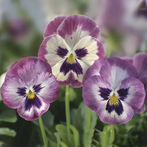 Most Beautiful Pansy Varieties