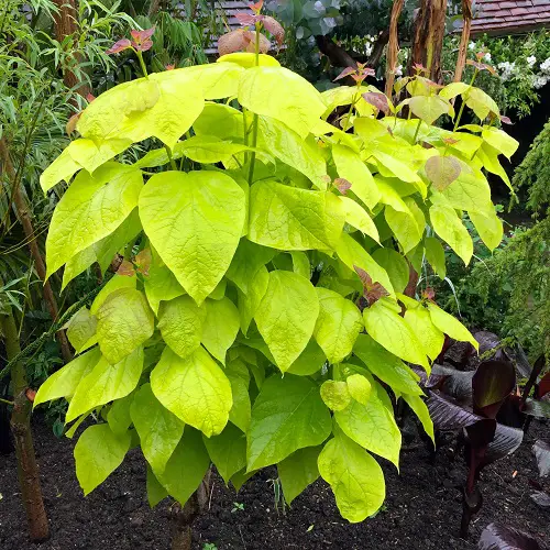 lovely trees with leaves shaped like hearts