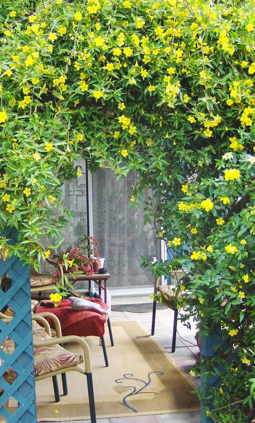 Vines with Yellow Flowers in garden