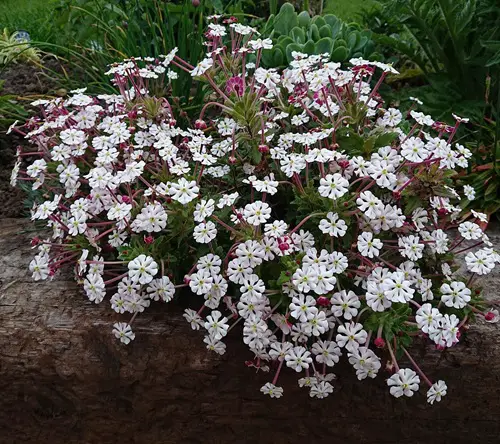Night Blooming Fragrant Flowers