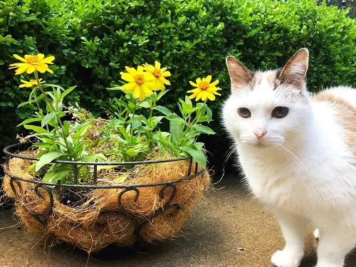 best Cat Friendly Indoor Plants