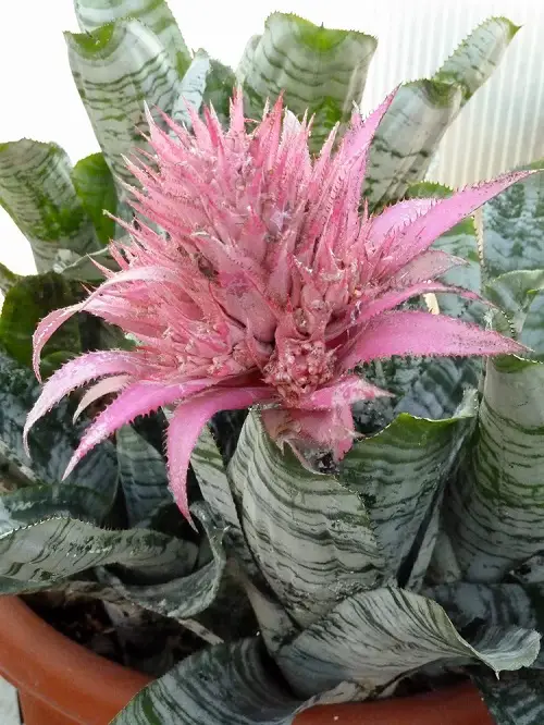 best gorgeous houseplants with flowers
