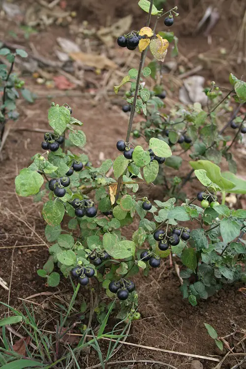 top Best Nightshade Vegetables and Fruits
