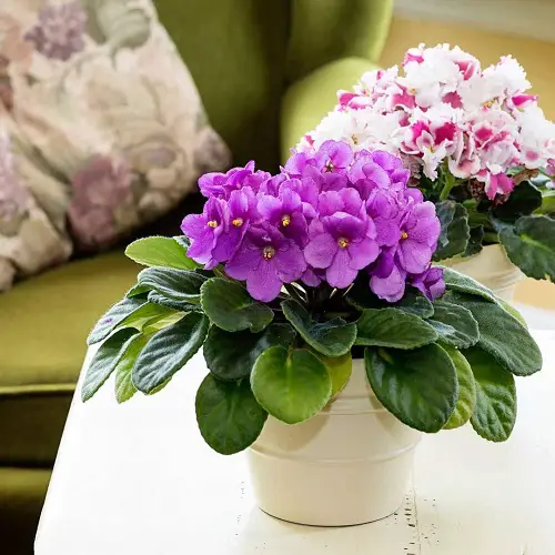 Amazing Flowering Houseplants You Can Grow Indoors All Winter 3