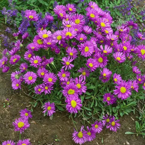 Best Purple and Yellow Flowers landscape