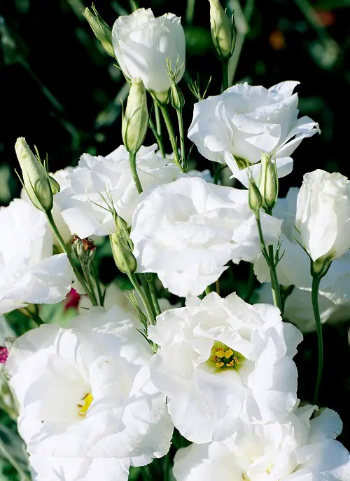 Types of Lisianthus Varieties in garden 4