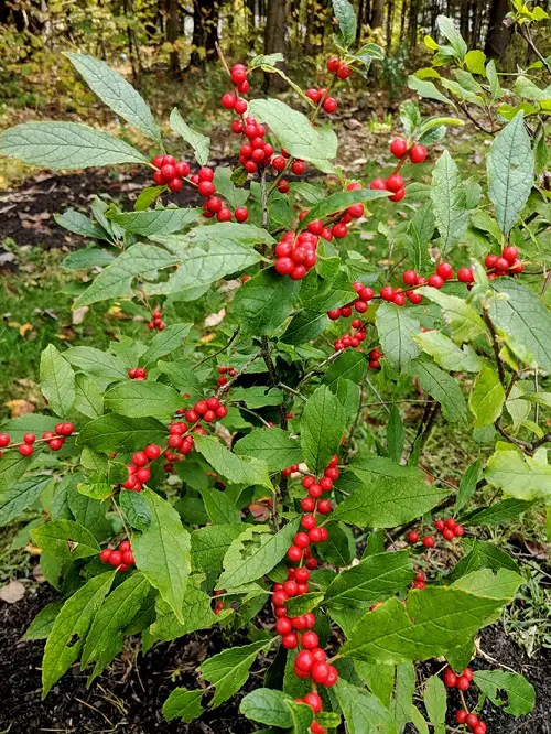 best Magnificent Bushes and Shrubs with Red Berries