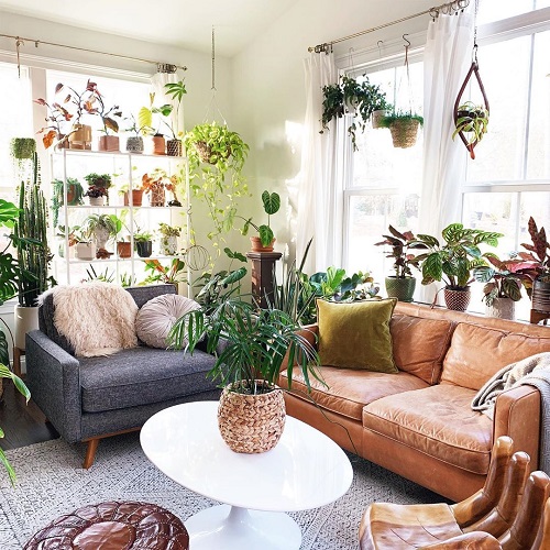 Hanging and Potted Plants on the Windows