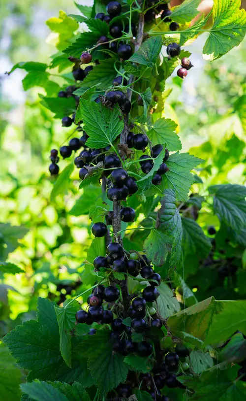 top Best Blue Fruits