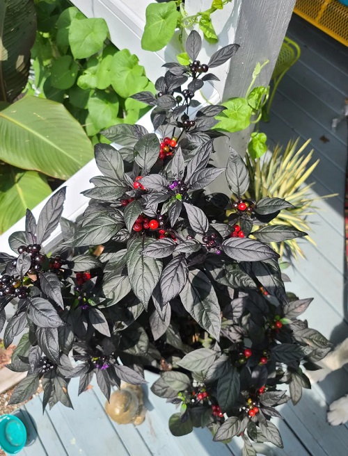 Black Indoor Plants 5