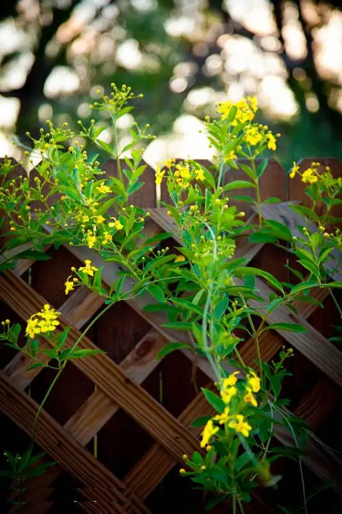 Vines with Yellow Flowers on wodden wall
