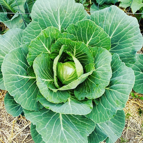 Amazing Plants that Can Be Used As Toilet Papers