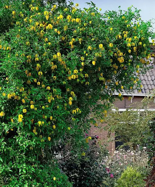 beautiful Vines with Yellow Flowers
