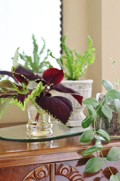 Homemade Fertilizers for Indoor Plants in Water