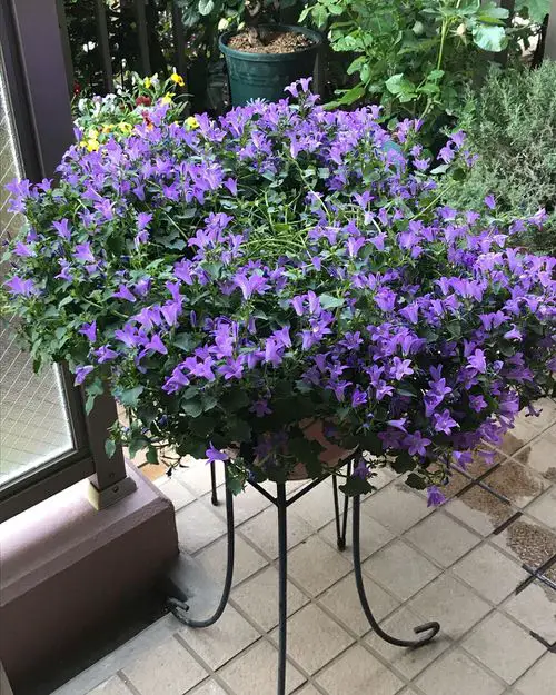 The Greatest Flowers in Bell Shape