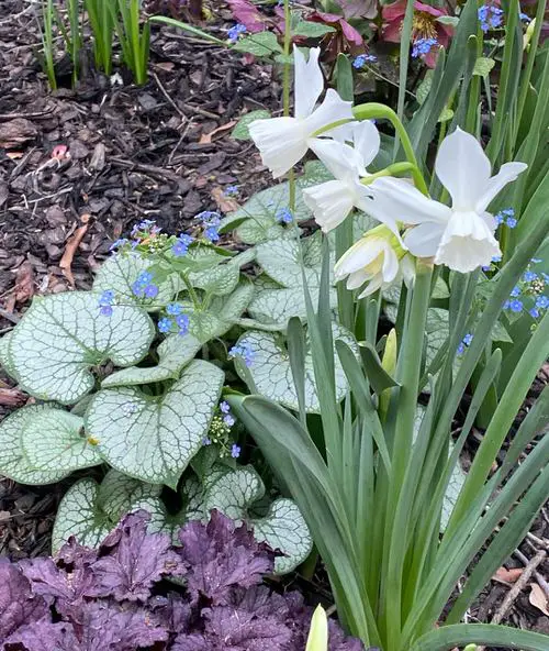Bell-Resembling Flowers
