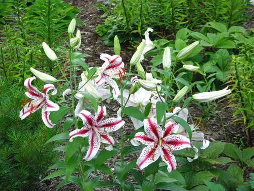 top greatest fragranced lilies in garden