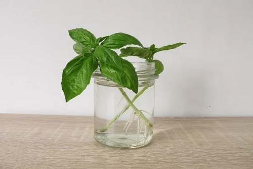 Basil in a Glass Jar
