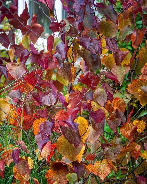 Amazingly lovely trees with leaves shaped like hearts