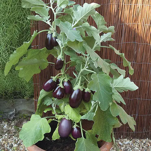 The Greatest Blue Potted Vegetables