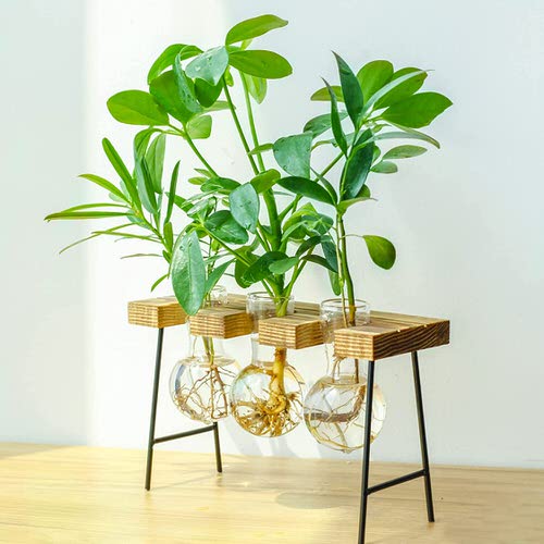 used tea Useful Homemade Fertilizers for Indoor Plants in Water