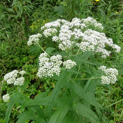 The Greatest Weeds for White Flowers