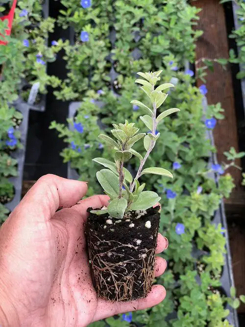 Grow Evolvulus glomeratus from Seed