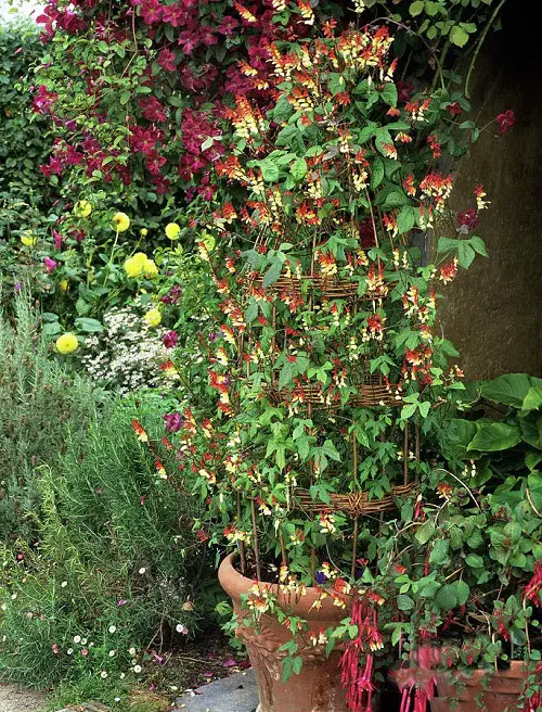 beautiful Vines with Yellow Flowers