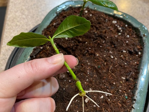How to Propagate Crepe Jasmine