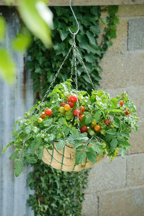 Plants For Hanging Baskets
