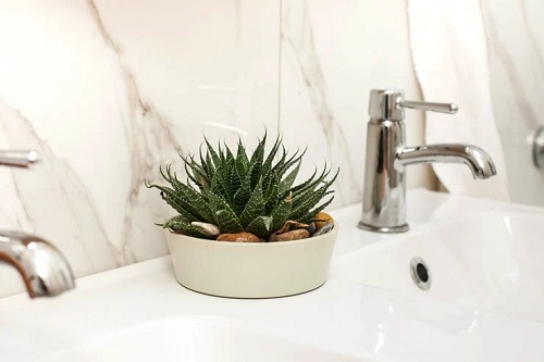 zebra Plants for Bathroom ideas