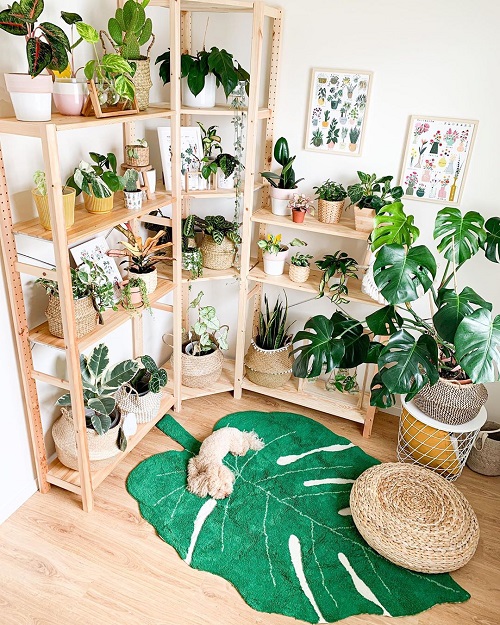Tall Plant Shelves with a Leaf Shaped Rug