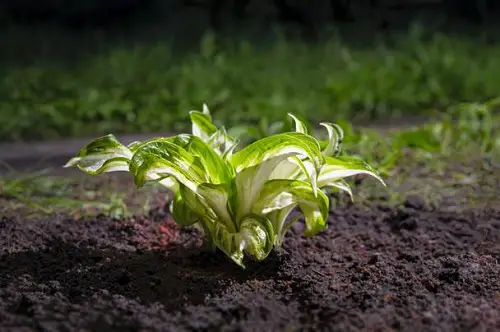 Best Gardening Tricks make your own soil