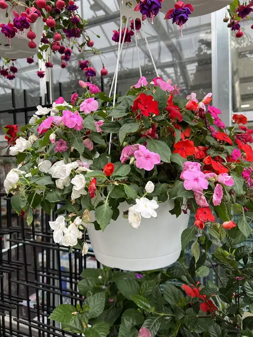 Top Plants for Basket Hangings