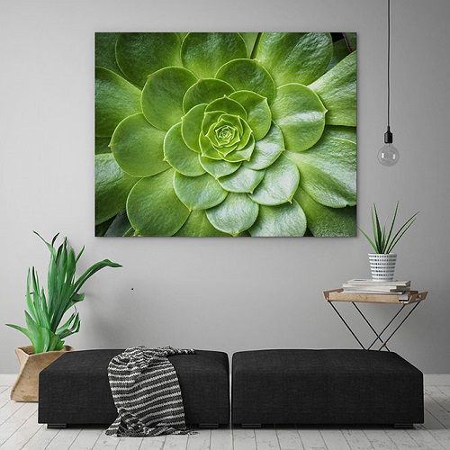 Large Succulent Picture on the Wall Flanked by Two Plants