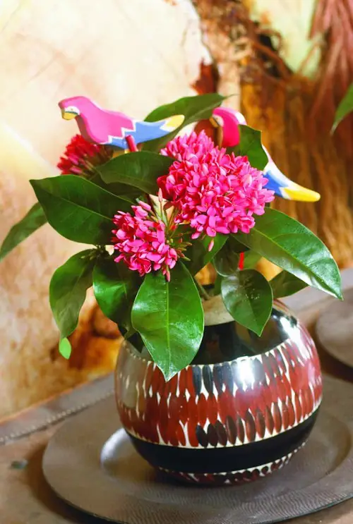 stunning houseplants with flowers in pot